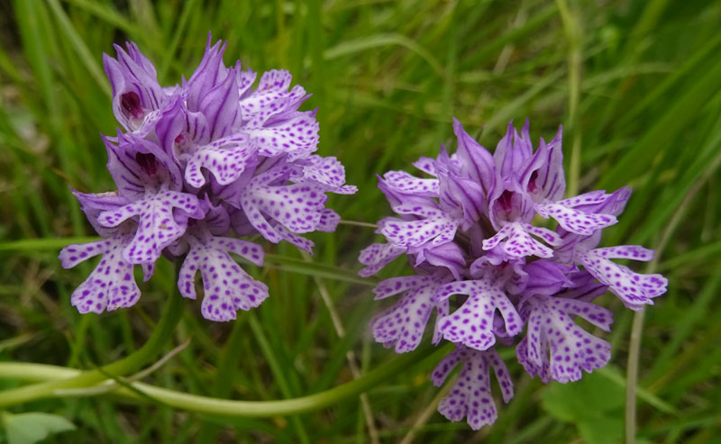 Neotinea tridentata - Cimone (TN)